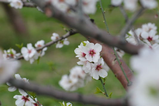 Il mandorlo in fiore