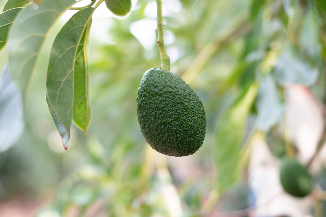 Avocado made in sud, maturo al punto giusto